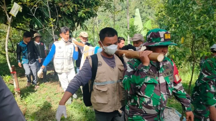 Sumatran Tiger Captured in Agam, Hunt Continues for Second Beast