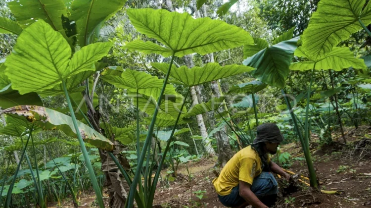 Talas Beneng, Giant Yellow Taro from Banten, Nears Geographical Indication Status