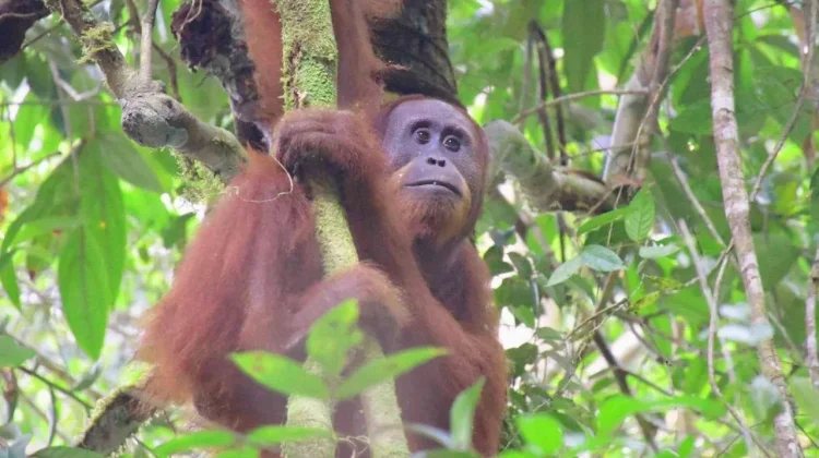 Indonesia Marks Biodiversity Day with Urgent Conservation Appeal
