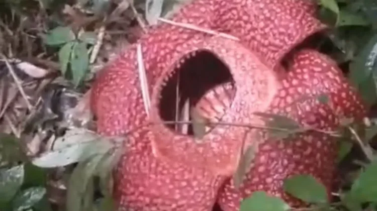 Rare Giant Flower Reemerges in Rejang Lebong, Bengkulu