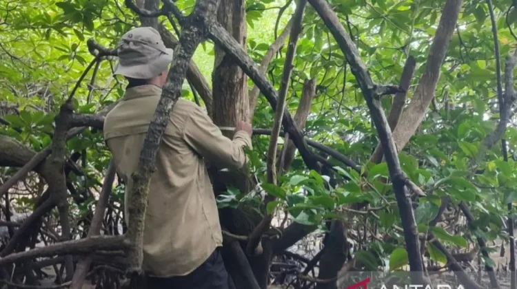 BRIN Emphasizes Protection for Rare Mangrove Population in Balikpapan Bay