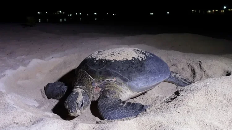 Drone Survey Identifies 913 Sea Turtles in Berau Marine Habitat