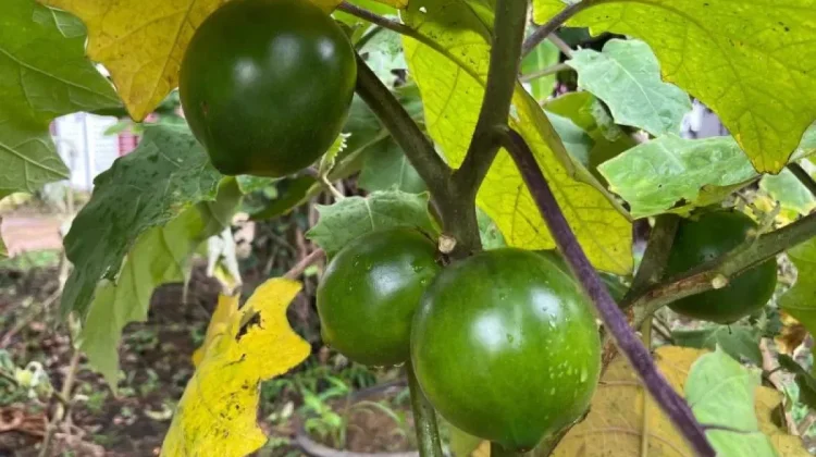 BRIN Discovers New Eggplant Species in Kalimantan