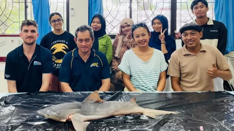 Rare Ganges Shark Rediscovered in North Kalimantan
