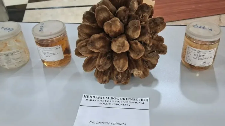 Indonesia Discovers 29 New Flora Species in 2025–2026, BRIN Reports