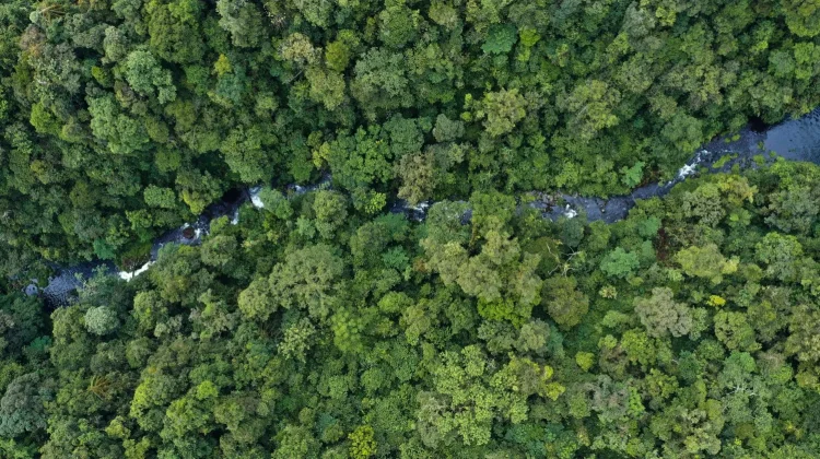 Govt Strengthens Regulatory Support for Forest Carbon Investment