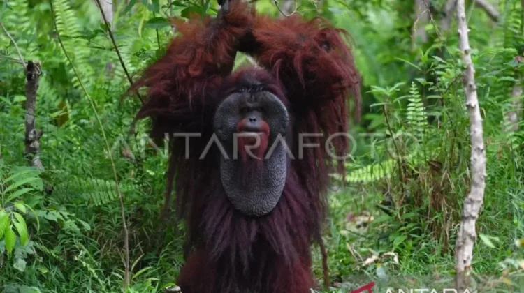 East Kalimantan to Build Corridors for Fragmented Orangutan Habitats