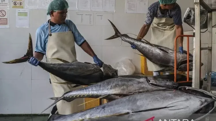 Over 600 Indonesian Fish Processors Gain Export Access to China