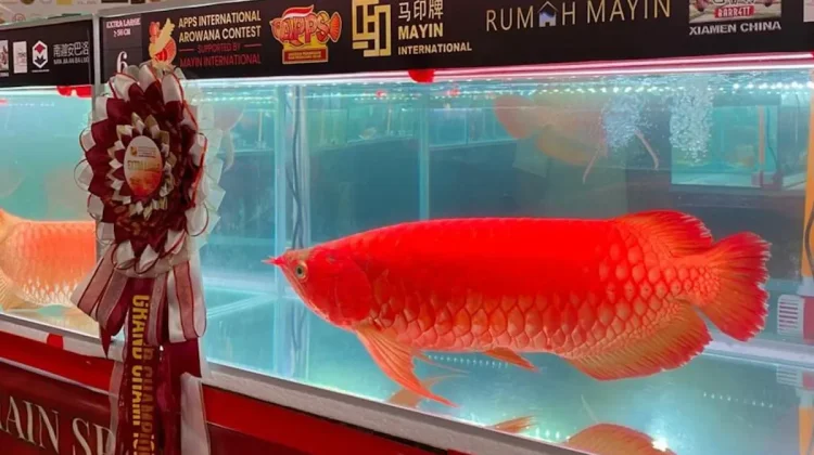 Indonesia Eyes Global Growth for Super Red Arowana Exports