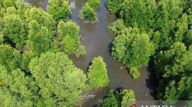 Researchers Discover 14 Mangrove Species in South Kalimantan Forest