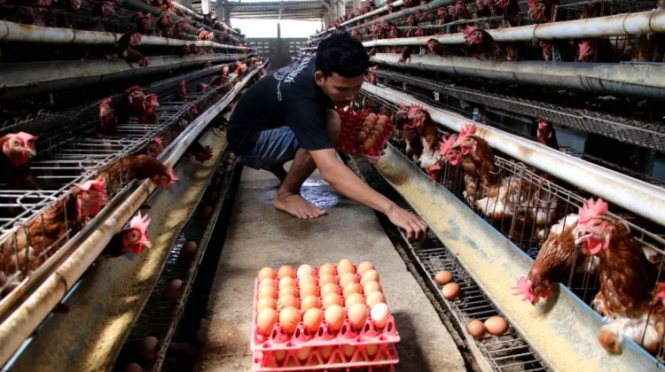 Lawmaker Urges Government to Safeguard Egg Farmers