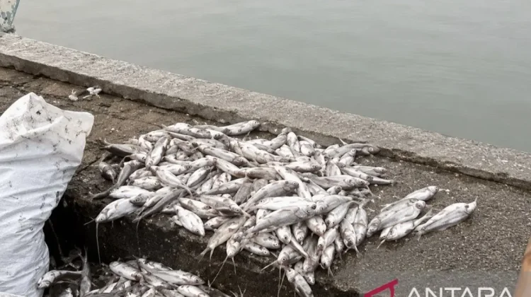 Karawang Probes Mass Fish Die-Off in Primary Irrigation Canals