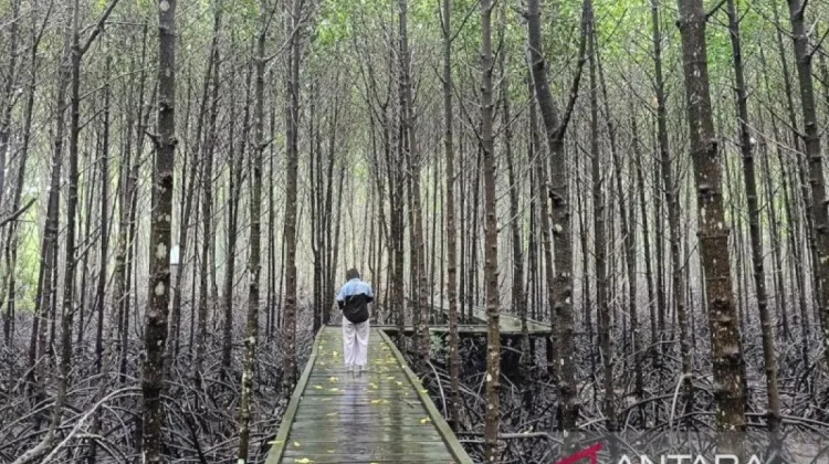 East Kalimantan Elevates Mangrove Conservation as Premier Tourism Draw