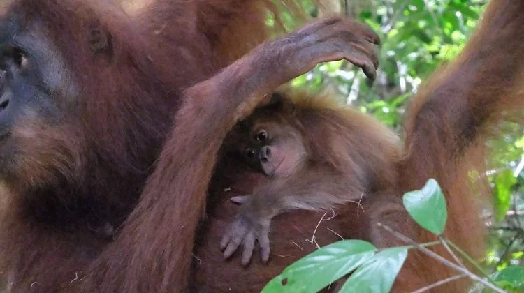New Sumatran Orangutan Born in Aceh Nature Reserve