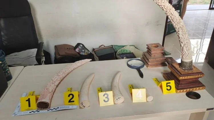 Bali Elephant Ivory Trafficking Ring Busted Through Cyber Patrol