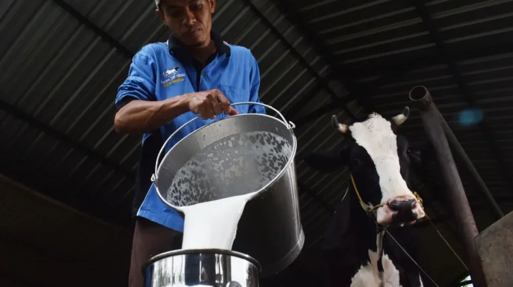 Govt Accelerate Indonesian Dairy Industry through National Milk Day 2026