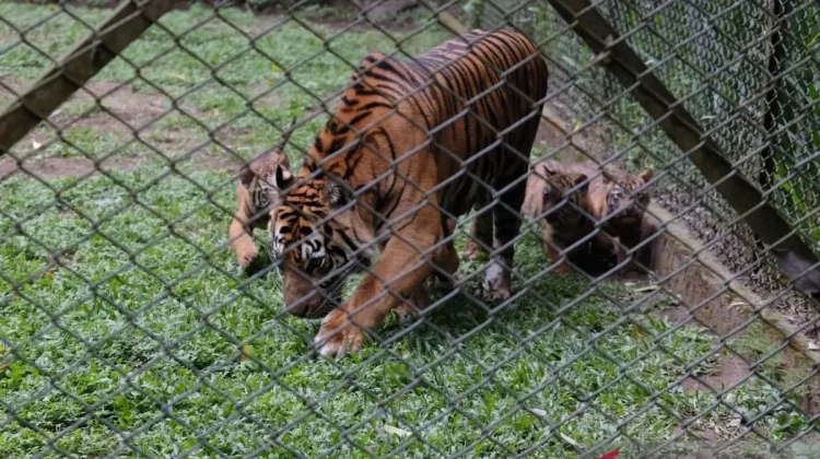 Taman Safari Prigen Introduces Four Sumatran Tiger Cubs