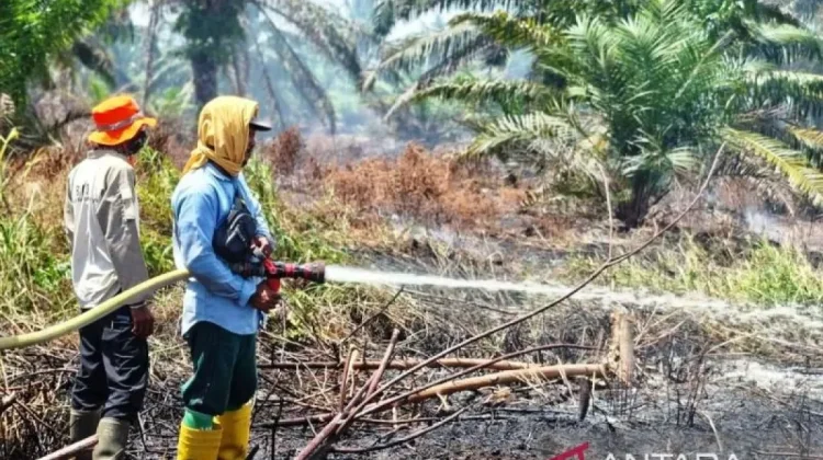 Nagan Raya Wildfire Explodes to 60 Hectares Amid Water Scarcity