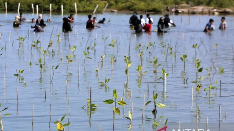 Siak Plants 7,000 Mangroves to Shield Eroding Coastline