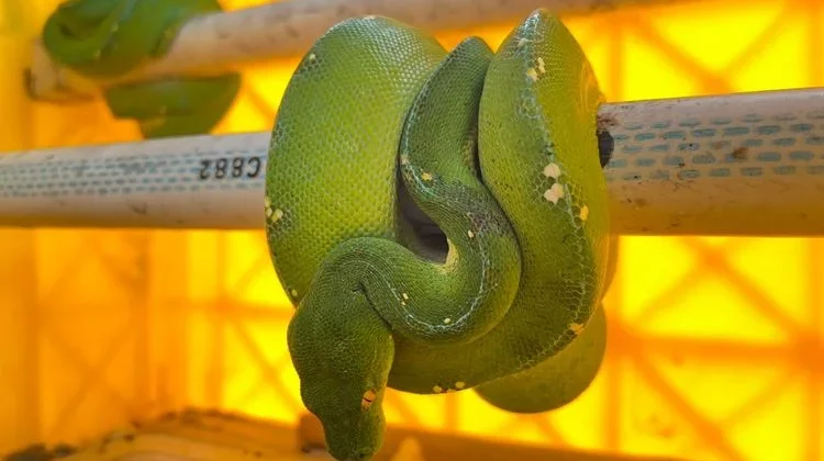 Forestry Officers Raid Bekasi Warehouse in Reptile Smuggling Case