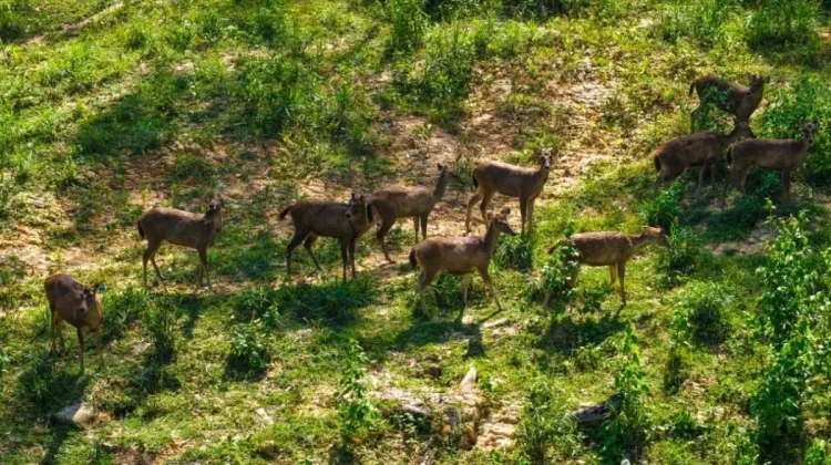 Wildlife Return Signals IKN Forest City Ecosystem Recovery