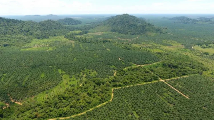 Indonesia’s Forestry Sector Explores Global Partnerships for Sustainable Growth