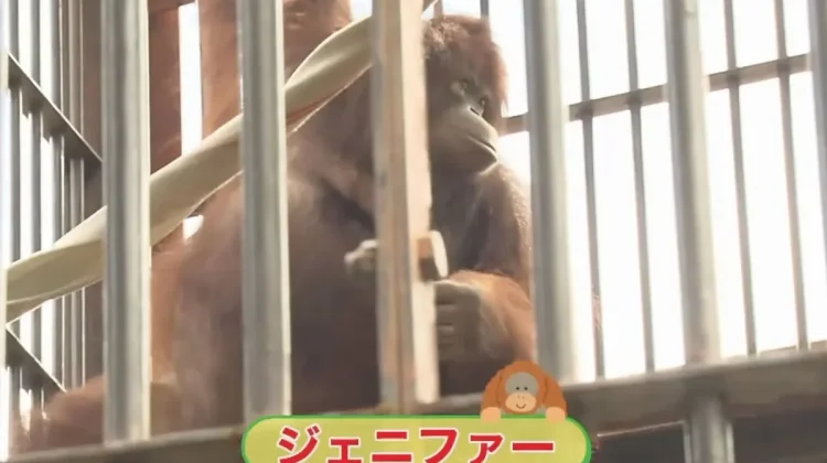 Endangered Bornean Orangutans Find New Home in Japan
