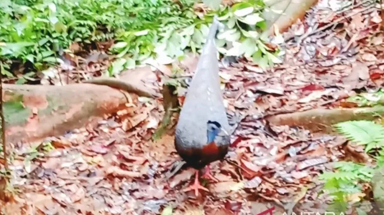 Haruai Bird, King of Kahung Forest in South Kalimantan