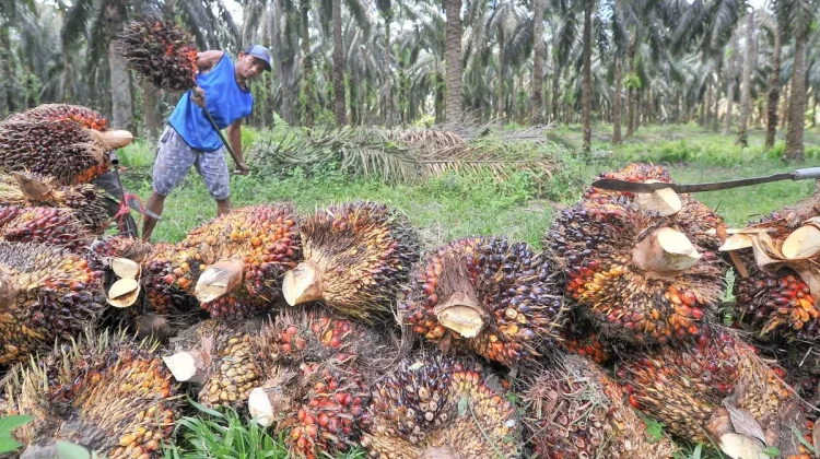 Indonesia Develops Bio-CNG from Palm Oil Waste