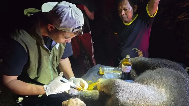 Rescued Sun Bear Returns to the Wild Following Entrapment in Aceh Jaya
