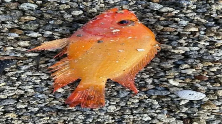 Control of Invasive Red Devil Fish Vital for Lake Toba’s Survival