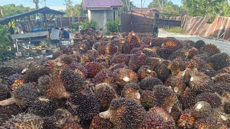 Indonesia’s Future of Palm Oil Exports after New Ministerial Regulation