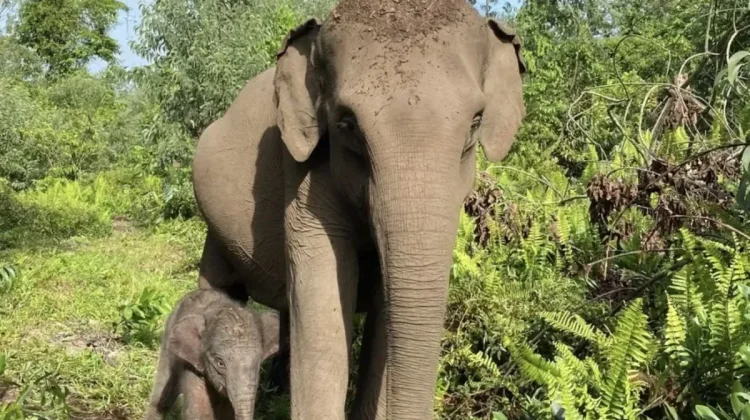 Female Elephant Calf Born at Tesso Nilo National Park