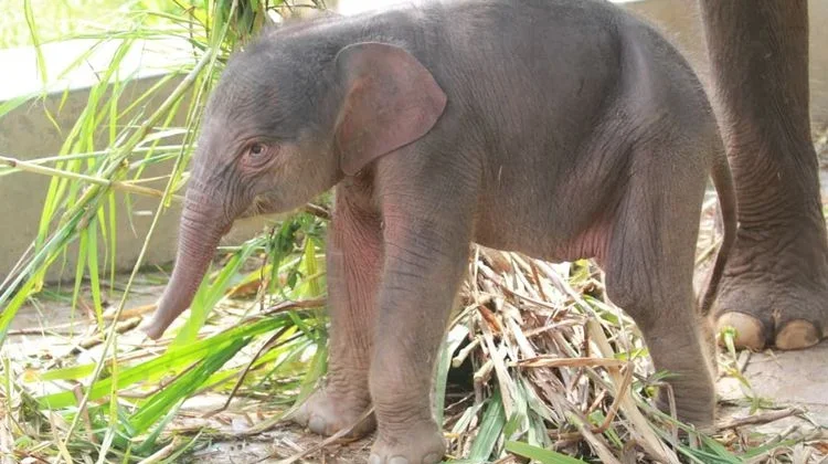 Newborn Sumatran Elephant Calf Named Rut at Lembah Hijau Wildlife Park