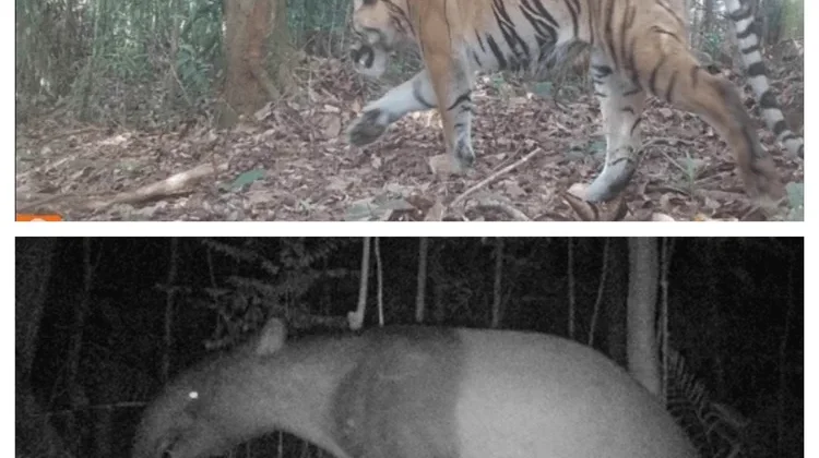 Govt Allocates IDR 236 Billion, Makes Sumatra Priority in Forest Conservation