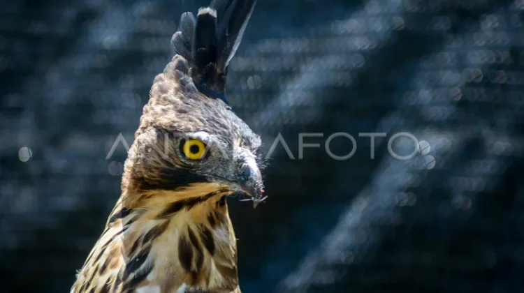 Two Endangered Javan Hawk-Eagles Released in Megamendung Landscape