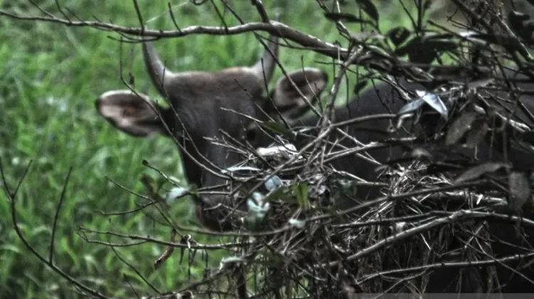 Kutai National Park Uses High-Tech Tools to Save 324 Species