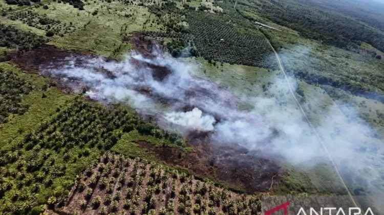 West Aceh Forest Fires Expand to 34.1 Hectares Despite Ongoing Response