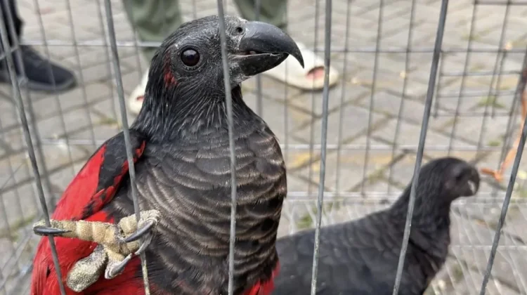 Joint Raid Foils Smuggling of 100 Papuan Birds at Tanjung Priok