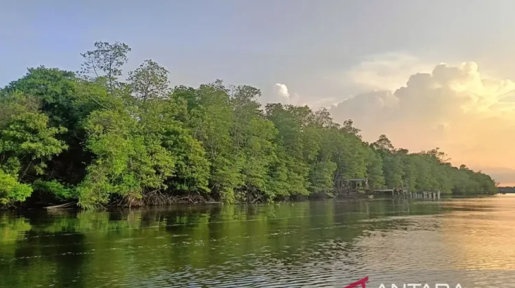 East Kalimantan Boosts Mangrove Protection to Strengthen Coastal Resilience