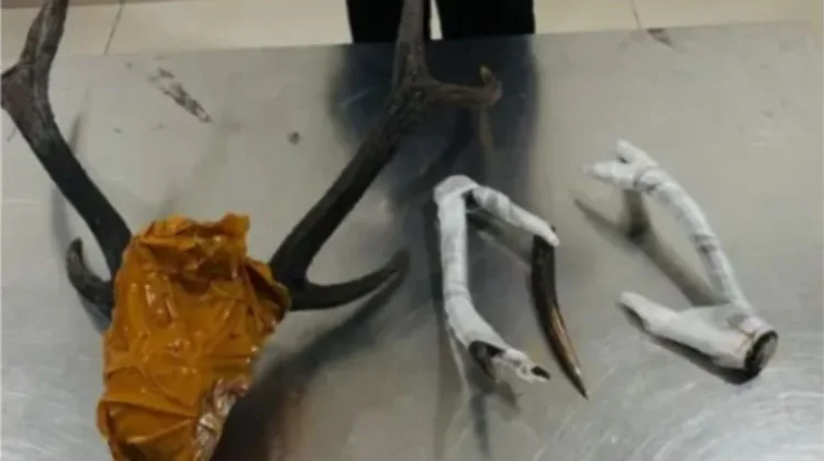 Maluku BKSDA Seizes Illegal Deer Horns and Endemic Birds