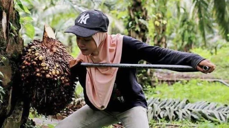 Ministry Develops Gender Mainstreaming Framework for Palm Oil