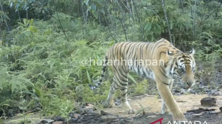 Rare Sumatran Tiger Captured on Camera Trap in Hutan Harapan