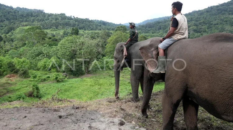 Eco Echo Trail Run 2026 to Help Save the Sumatran Elephant
