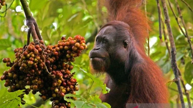 Exploring the Untamed Wilderness of Kutai National Park