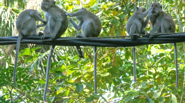 Bali Residents Hand Over Long-tailed Macaques Following Ownership Ban