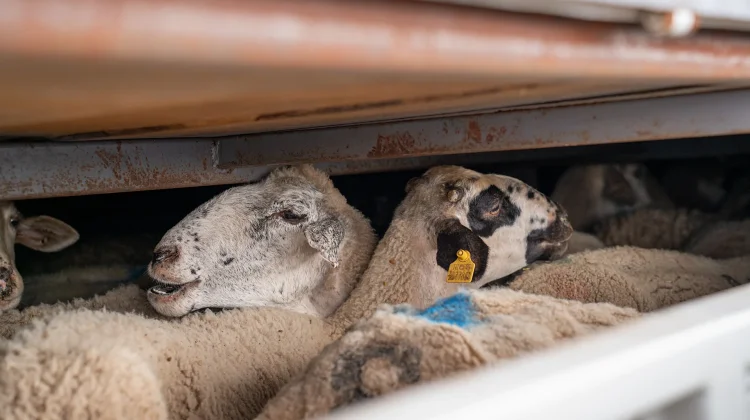 Animal Friends Jogja Joins Global Call to End Live Animal Exports