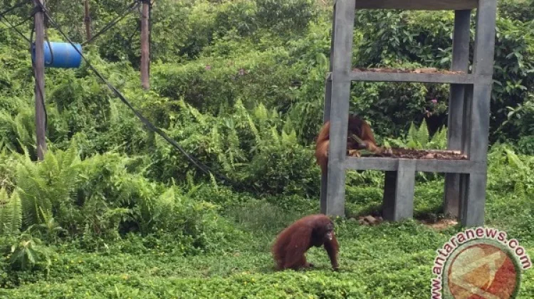 Govt Commits to Support Conservation for Orangutan in Samboja