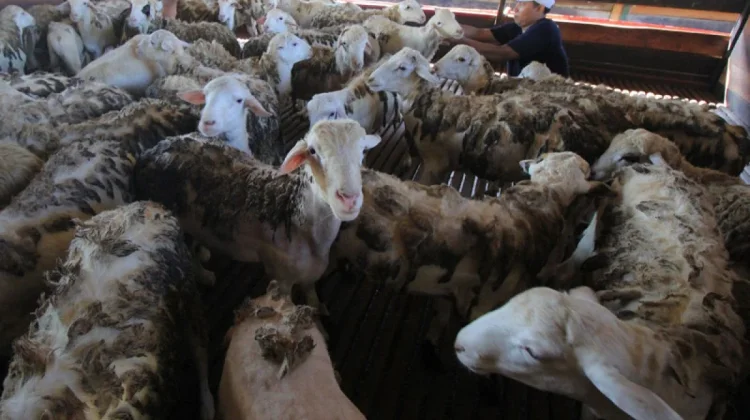 Indonesia Declares Self-Sufficiency in Sheep and Goats
