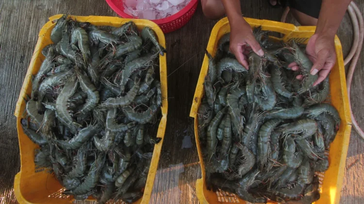 Tiger Shrimp Leads East Kalimantan’s Seafood Push to Global Markets